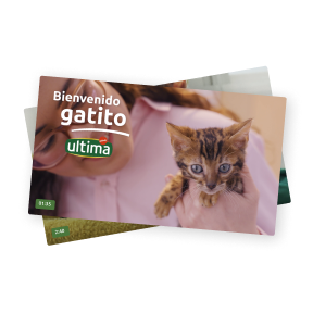 Destacado curso gatitos.png